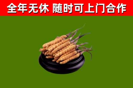 吉安市回收冬虫夏草